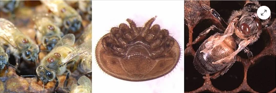 Varroa Varroa