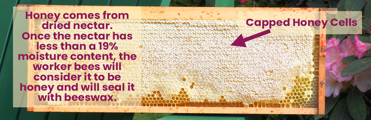 Honey-in-Medium-Frame